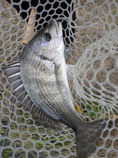 完全潮止まり大苦戦チニング