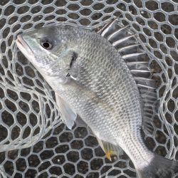 今日も渋々チニング