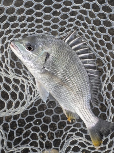 今日も渋々チニング