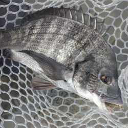 広島チニングツツツツ抜けの43枚！