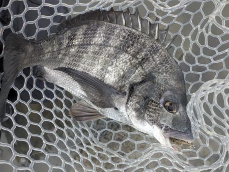 広島チニングツツツツ抜けの43枚！