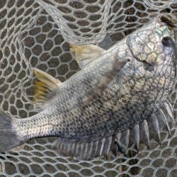 暑難広島チニング