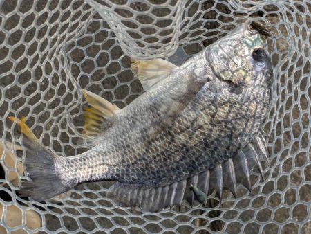 暑難広島チニング