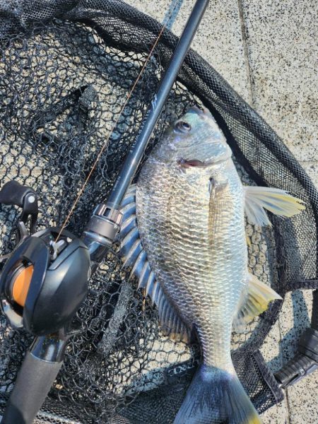 ツ抜け市内チニング