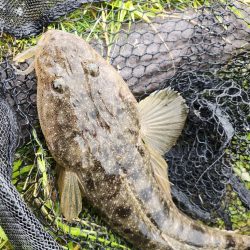 嬉しいチニングゲスト