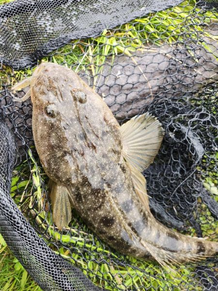 嬉しいチニングゲスト