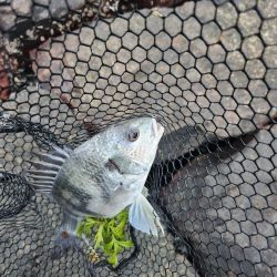 しごおわチニング