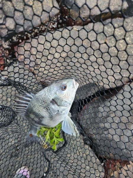 しごおわチニング