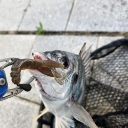 フワフワチニング