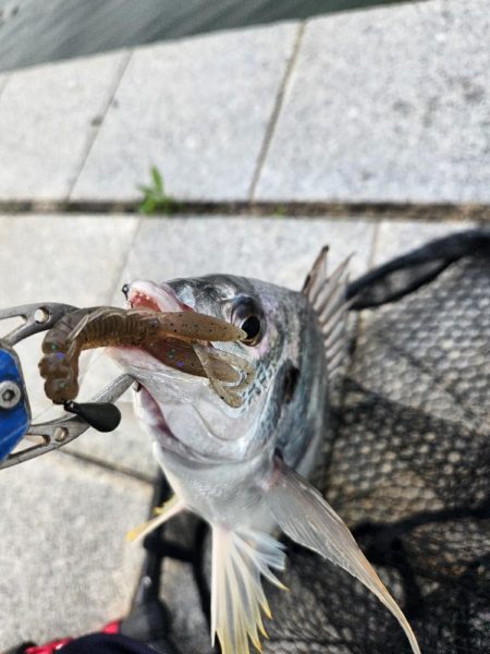 フワフワチニング