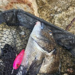 プラグチニング