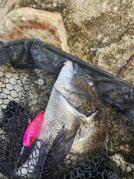 プラグチニング