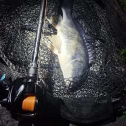 真夜中海チニング