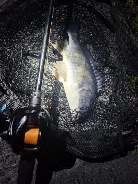 真夜中海チニング