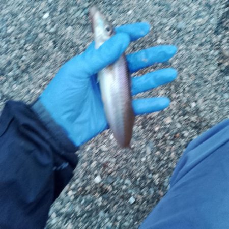 キスサイズ更新