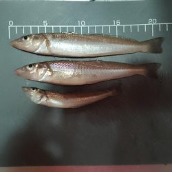 キス釣り〜ワラシベ長者的な…