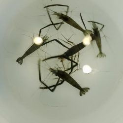 海老釣りで避暑