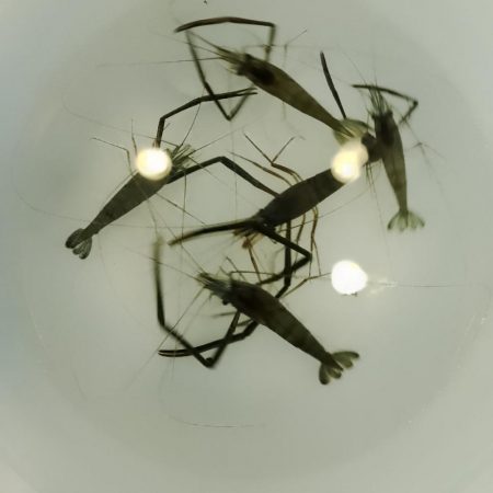 海老釣りで避暑