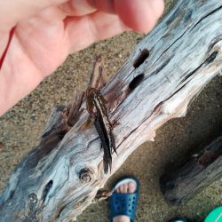 デキハゼ調査その2