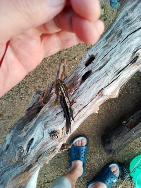 デキハゼ調査その2