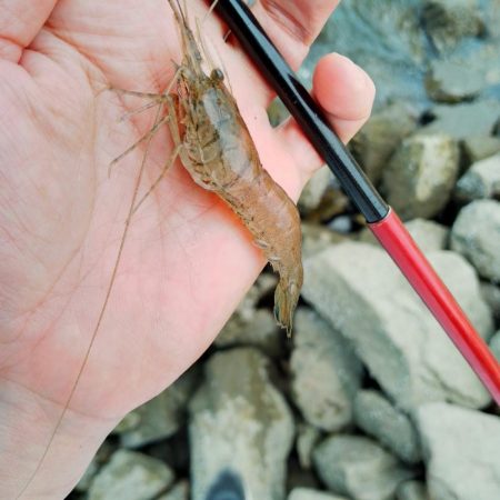 手長エビ釣り