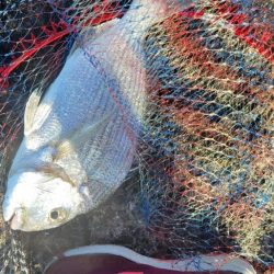 ホームでフカセ