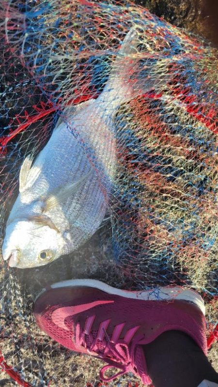 ホームでフカセ