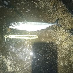 ギガ混じりのサバ大発生中