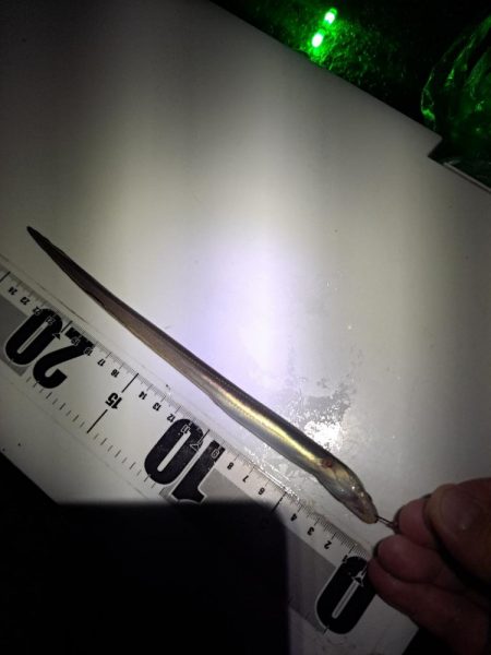 癖になる鈴の音