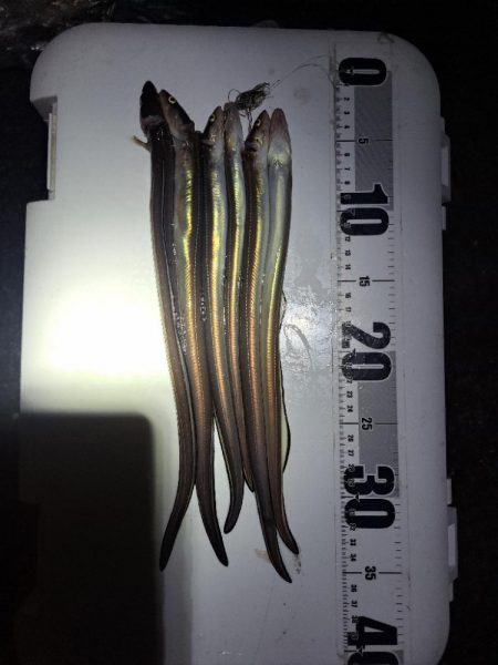 食いの悪い穴子釣り