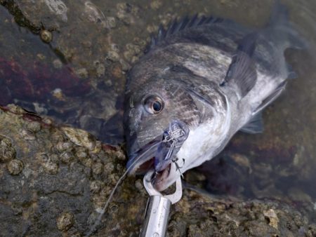 チヌトップ開幕