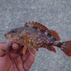 久しぶりのロックフィッシュ