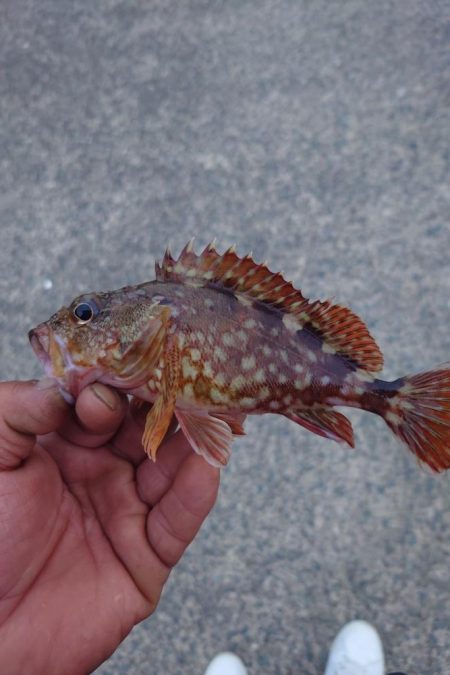 久しぶりのロックフィッシュ