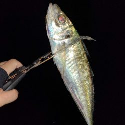 遠距離サーフアジング。