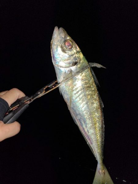 遠距離サーフアジング。