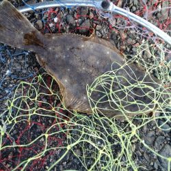 ヒラメ、マゴチ