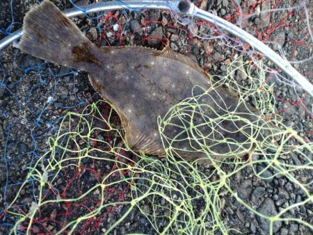 ヒラメ、マゴチ