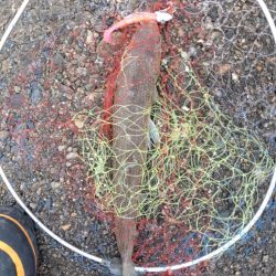 マゴチ1匹、エソ1匹