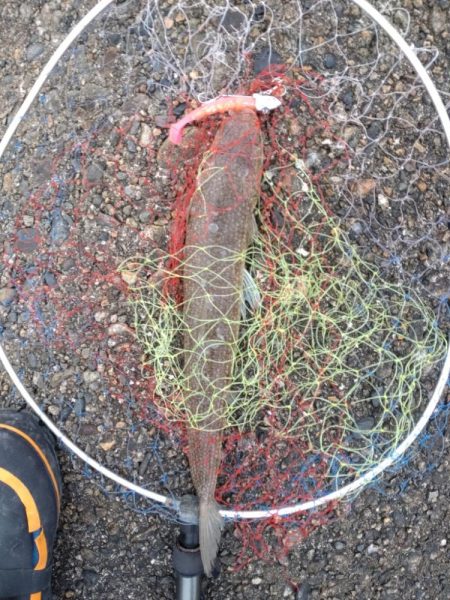 マゴチ1匹、エソ1匹