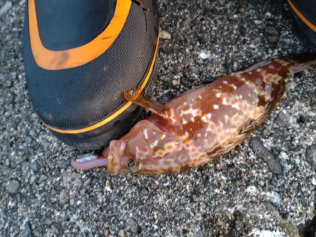 キジハタ1匹のみ…