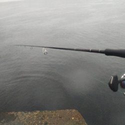 エソしか釣れない…