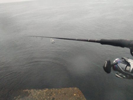 エソしか釣れない…