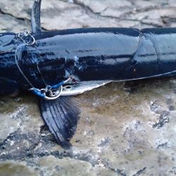 一応、青物っす…