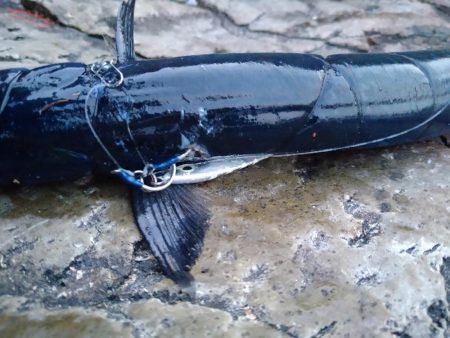 一応、青物っす…