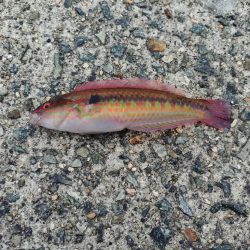 真鯛狙いのカゴ釣り🎣