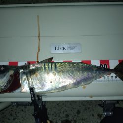 昨日のリベンジ釣行🎣