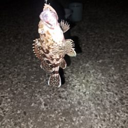 初夏のごん太アナゴ