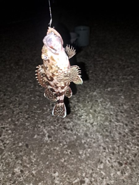 初夏のごん太アナゴ