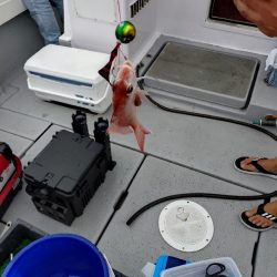 今季初のライトジギング&タイラバ