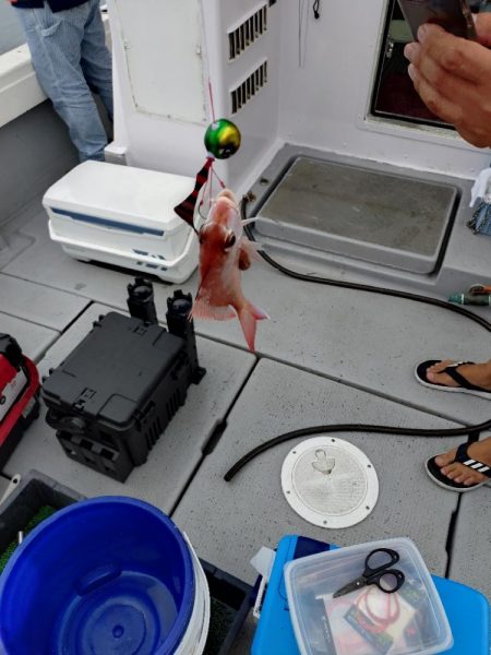 今季初のライトジギング&タイラバ